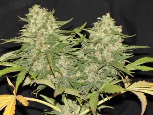Critical Super Silver Haze by Delicious Seeds – Euphoric – 12/12 Photoperiod – Incense – image 2 – Seed City