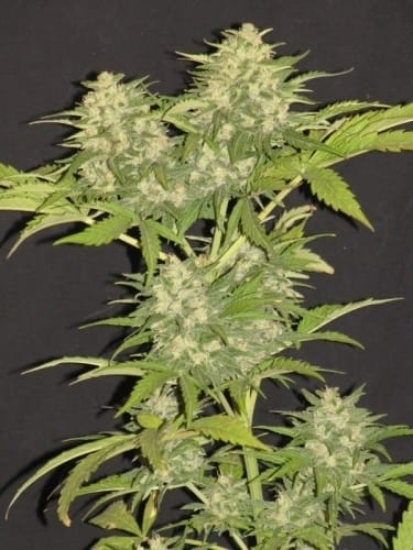 Critical Super Silver Haze from Delicious Seeds