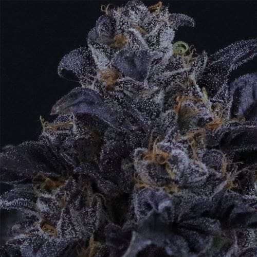 Grape X from Crockett Family Farms