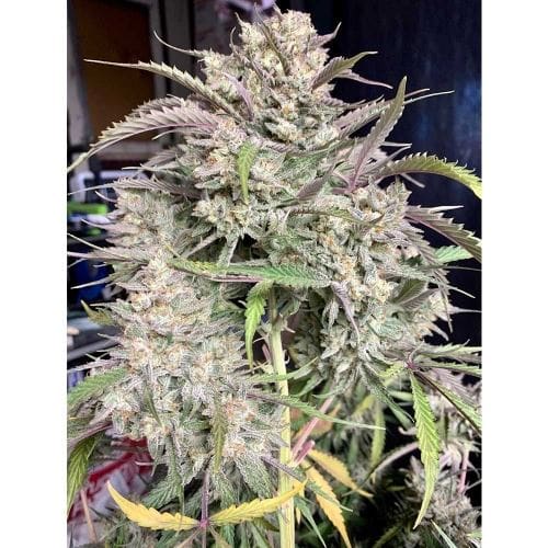 Strawnana Auto by Crockett Family Farms – Feminized – Sweet – Suited for indoor growing – image 2 – Seed City