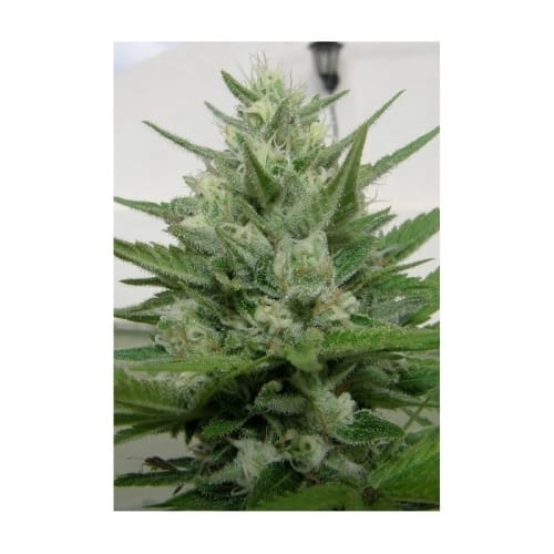 Crystal METH by Dr Underground – Spicy – Excellent harvest potential – The End of October – image 3 – Seed City
