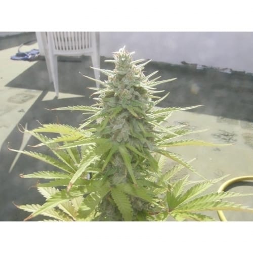 showing Excellent harvest potential – Female seeds – Spicy – image 4 – Seed City