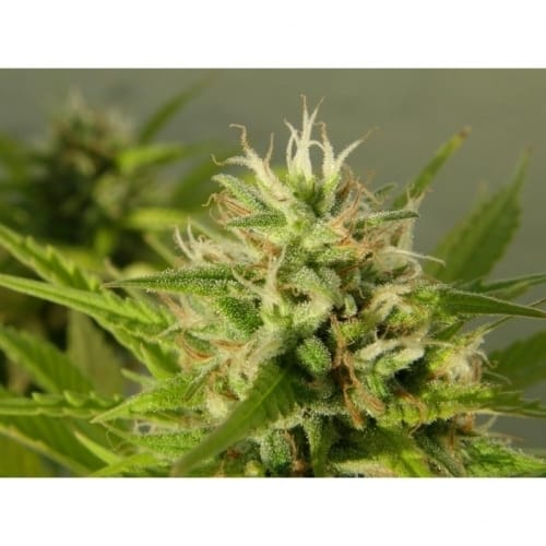 Crystal METH cannabis seeds – The End of October – 12/12 Photoperiod – Female seeds – image 5 from Seed City