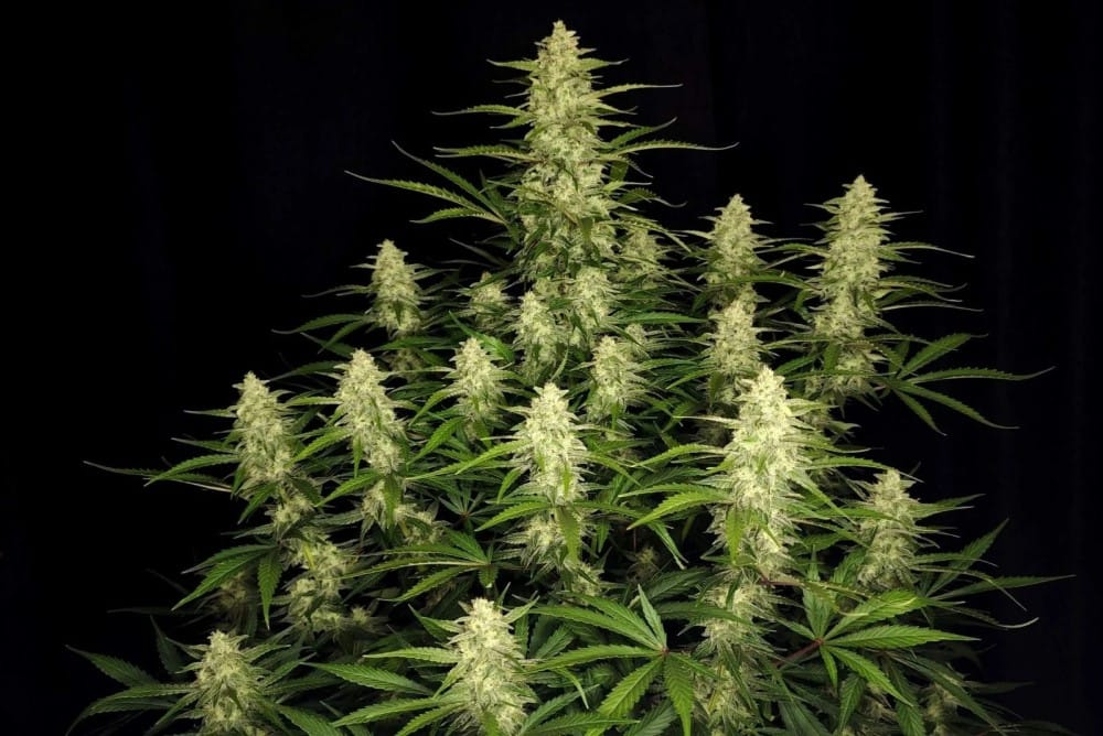 Focused – Super Strength – Sativa Dominant – Papaya Cookies Auto strain – image 2 – from FastBuds via Seed City