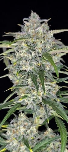showing Auto-Flowering – Sativa-leaning – Indoor – image 3 – Seed City