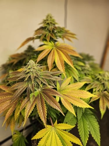 Image 4 of Zerbert Auto cannabis by ElevenThirty Genetics – Indica-heavy – Happy – Sweet – Seed City