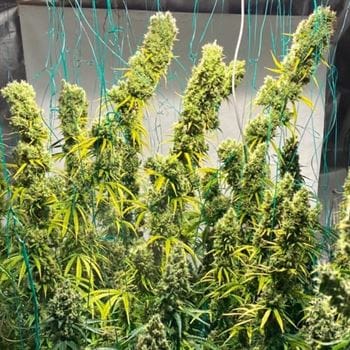 showing Indoor-friendly – Regular – 12/12 Photoperiod – image 2 – Seed City