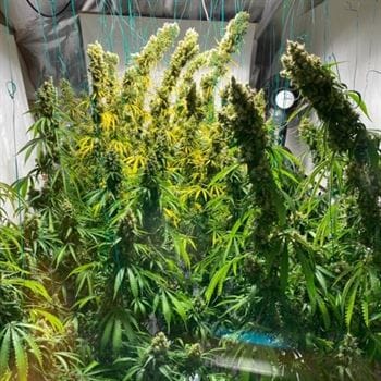 Isaac Haze by Original Dampkring Genetics – Mostly Sativa – Indoor-friendly – 12/12 Photoperiod – image 3 – Seed City