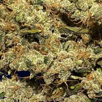 Isaac Haze cannabis seeds – 12/12 Photoperiod – Indoor-friendly – Regular – image 4 from Seed City