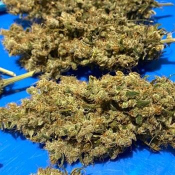 Isaac Haze cannabis seeds – 12/12 Photoperiod – Mostly Sativa – Regular – image 5 from Seed City