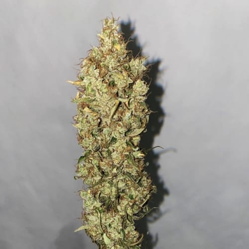 Isaac Haze by Original Dampkring Genetics – Indoor-friendly – Mostly Sativa – 12/12 Photoperiod – image 6 – Seed City