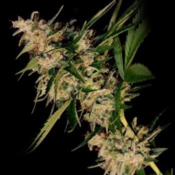 12/12 Photoperiod – Indoor – Regular – New Jack City strain – image 2 – from Original Dampkring Genetics via Seed City