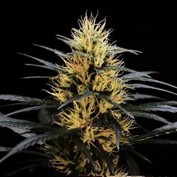 Sativa-leaning – Indoor – Regular – New Jack City strain – image 3 – from Original Dampkring Genetics via Seed City