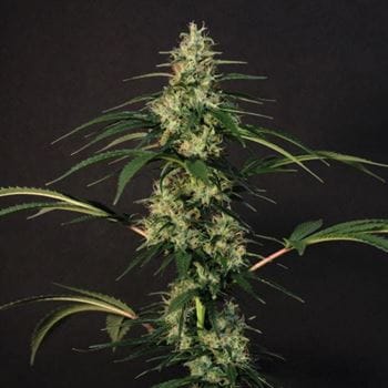 Image 5 of New Jack City cannabis by Original Dampkring Genetics – Indoor – Regular – Sativa-leaning – Seed City