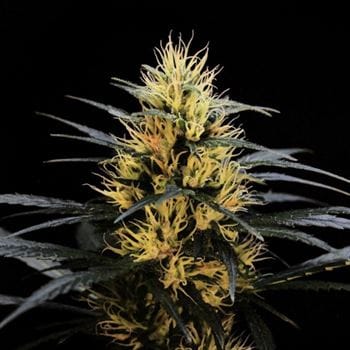Image 6 of New Jack City cannabis by Original Dampkring Genetics – Regular – Indoor – Sativa-leaning – Seed City