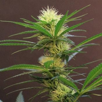 New Jack City by Original Dampkring Genetics – Regular – Indoor – Sativa-leaning – image 7 – Seed City