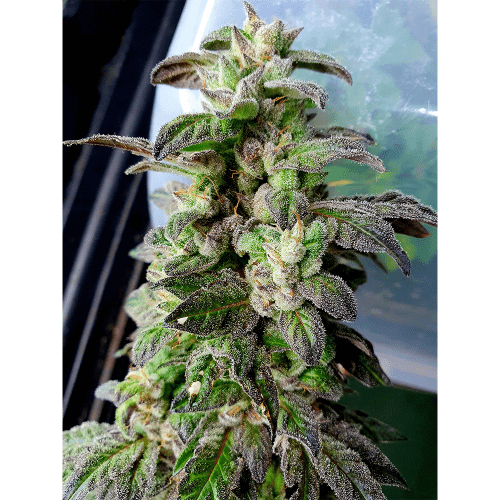 Zeigt überwiegend Indica – Indoor – 12/12 Photoperiode – Bild 1 – Seed City