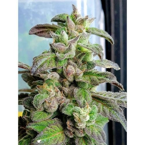 Überwiegend Indica – Entspannend – Female seeds - Dark Coffee Stamm – Bild 2 – von Holy Smoke Seeds   Seed City