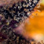 50% Indica/50% Sativa – Feminized – Auto-Flowering – Dark Devil Auto strain – image 2 – from Sweet Seeds via Seed City