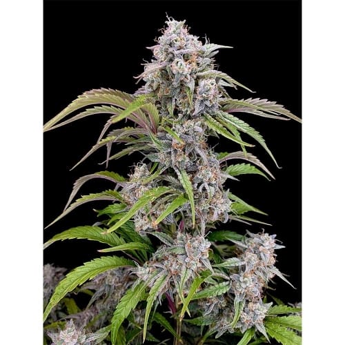Amulet OG Auto from Night Owl Seeds