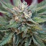 Dawggone Sour cannabis seeds – Stress Relief – Piney – Regular – image 2 from Seed City