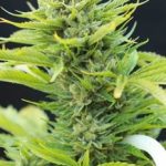 Image 3 of Dawggone Sour cannabis by Subcools The Dank – Piney – Mostly Sativa – Good for outdoor grow – Seed City