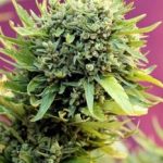 Mostly Sativa – Regular – Piney – Dawggone Sour strain – image 4 – from Subcools The Dank via Seed City