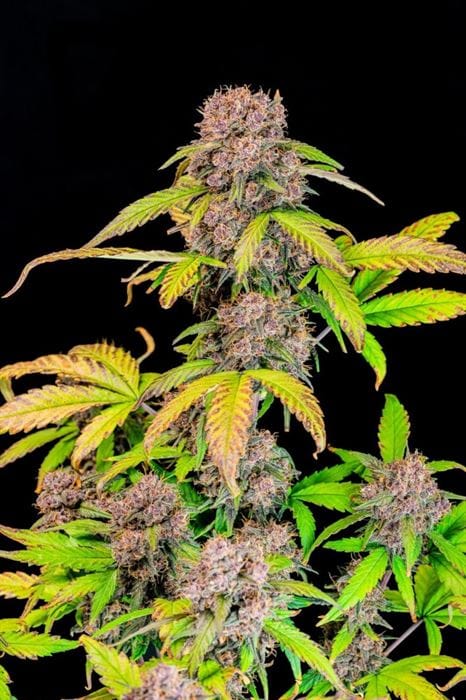 showing Indica Dominant – Sweet – Outdoor cultivation – image 5 – Seed City