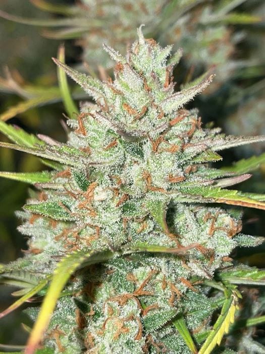 Sweet – Tall (140cm plus) – Auto-Flowering – Pound Cake Auto strain – image 11 – from FastBuds via Seed City