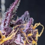 Diablo Rojo XL Auto by Sweet Seeds – Creative – Feminized – Auto-Flowering – image 2 – Seed City