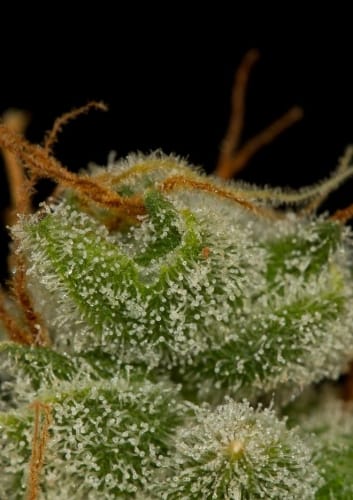 Image 5 of Cheese Autoflowering cannabis by Dinafem Seeds – Indica-heavy – Indoor – Cheese – Seed City