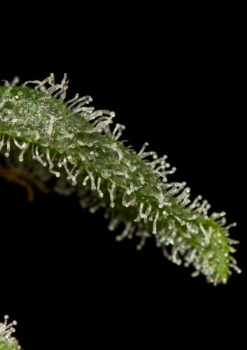 Image 4 of Cheese Autoflowering cannabis by Dinafem Seeds – Cheese – Auto-Flowering – Indoor – Seed City