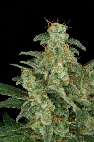 Image 3 of Cheese Autoflowering cannabis by Dinafem Seeds – Indoor – Indica-heavy – Guaranteed female plants – Seed City