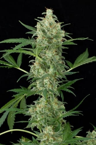 Image 2 of Cheese Autoflowering cannabis by Dinafem Seeds – Guaranteed female plants – Indoor – Cheese – Seed City