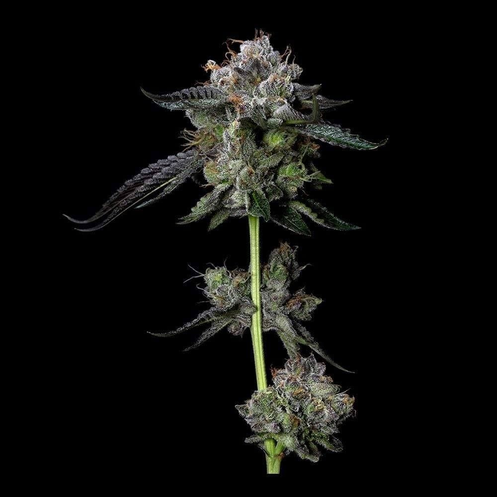 showing Couch Lock – Indica-heavy – 12/12 Photoperiod – image 1 – Seed City
