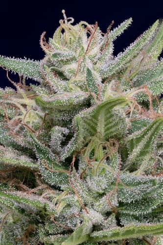 Image 2 of Don AK cannabis by Don Avalanche Seeds – 12/12 Photoperiod – Indoor – Female seeds – Seed City