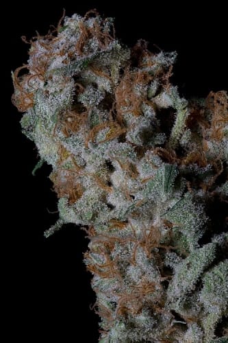 Don Blueberry Cookies cannabis seeds – 12/12 Photoperiod – Fruity – Happy – image 2 from Seed City