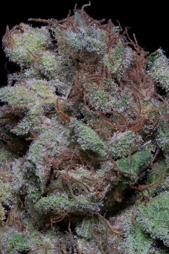 Don Cherrypie cannabisfrø – Female seeds – Superstyrke – Indica-tung – billede 2 fra Seed City