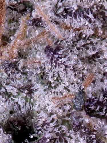 Don Gelato by Don Avalanche Seeds – 12/12 Photoperiod – 50% Indica/50% Sativa – Super Strength – image 2 – Seed City