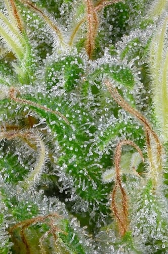 Image 2 of Don Gelato Auto cannabis by Don Avalanche Seeds – Good for outdoor grow – Cerebral – Citrus – Seed City