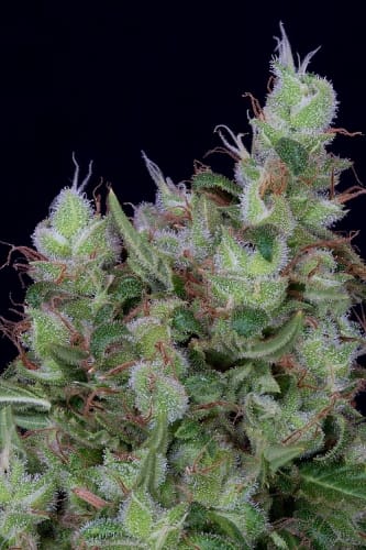 Don Grateful Chemdawg by Don Avalanche Seeds – Female seeds – Creative – Super Strength – image 2 – Seed City