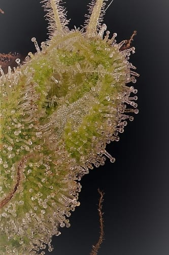 Don Grateful Chemdawg cannabis seeds – Good for outdoor grow – Super Strength – Female seeds – image 3 from Seed City