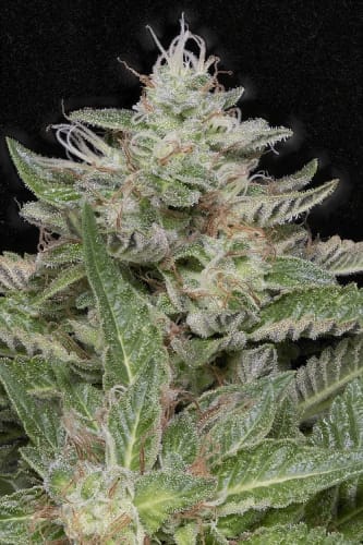 showing Skunky – Indica Dominant – 12/12 Photoperiod – image 1 – Seed City