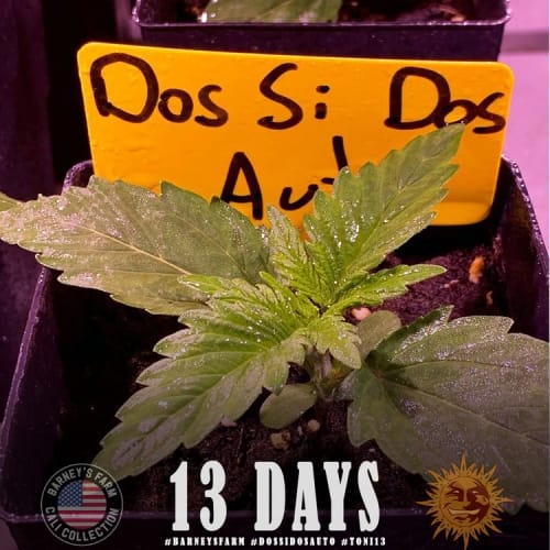 Image 7 of Dos Si Dos Auto cannabis by Barneys Farm Seeds – Outdoor – Mostly Indica – Feminized – Seed City