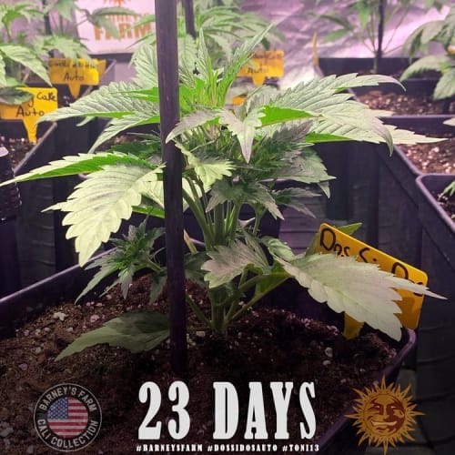 Dos Si Dos Auto cannabis seeds – Mostly Indica – Auto-Flowering – Excellent harvest potential – image 6 from Seed City