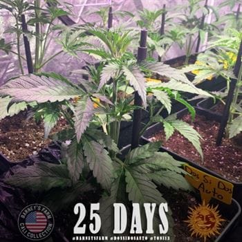 Dos Si Dos Auto by Barneys Farm Seeds – General Pain – Excellent harvest potential – Feminized – image 5 – Seed City