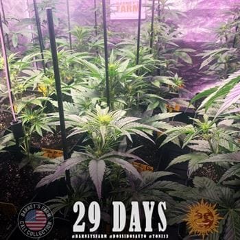 showing Mostly Indica – Super Strength – Feminized – image 4 – Seed City