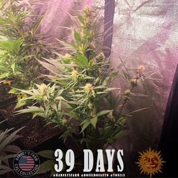 Dos Si Dos Auto from Barneys Farm Seeds