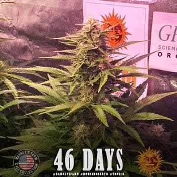 General Pain – Super Strength – Feminized – Dos Si Dos Auto strain – image 3 – from Barneys Farm Seeds via Seed City