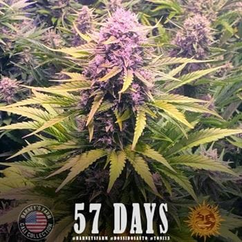 Dos Si Dos Auto by Barneys Farm Seeds – Excellent harvest potential – Super Strength – Feminized – image 2 – Seed City